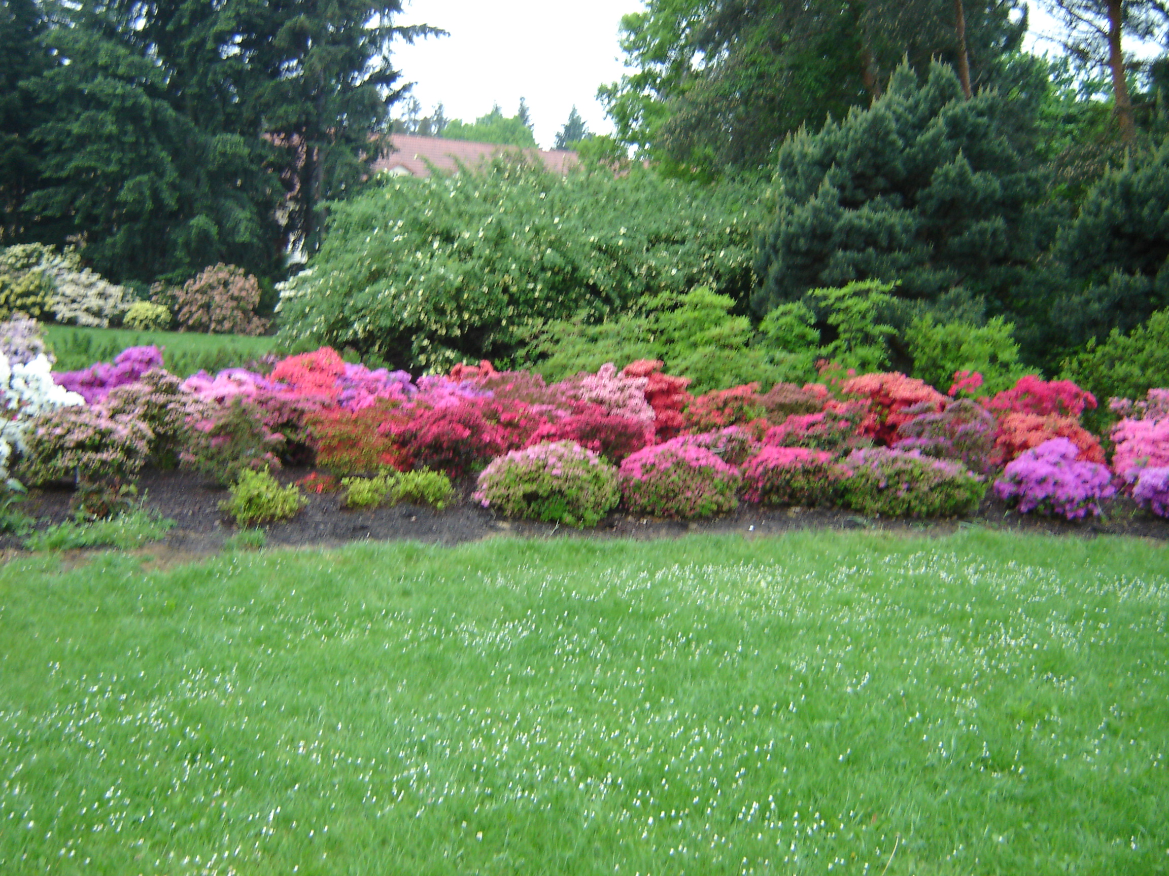 Rododendrony