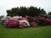 krajinka s rododendrony
