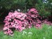 růžové rododendrony